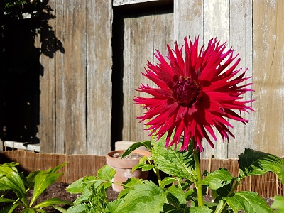 Dahlia Flower (photo by My Garden Plot)