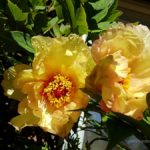 Pruning Our Tree Peony