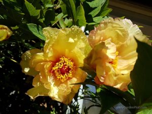 Read more about the article Pruning Our Tree Peony
