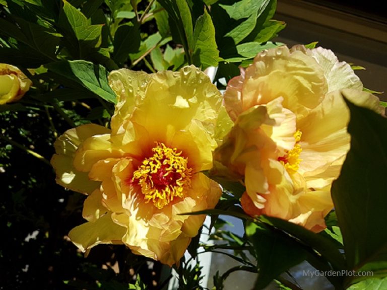Large flowers of the tree peony on a sunny spring day (photo by My Garden Plot)