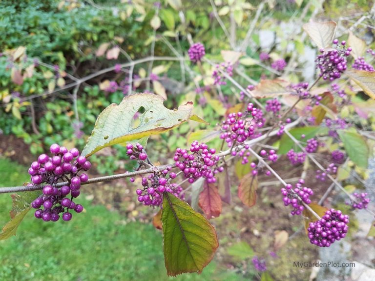 Callicarpa Beautyberry (photo by My Garden Plot)