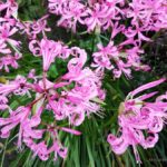 Nerine bowdenii – Burst of Autumn Colour