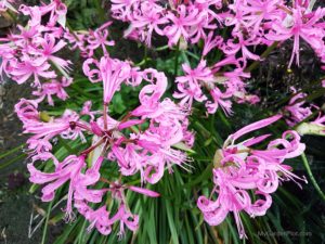 Nerine bowdenii - Burst of Autumn Colour (photo by My Garden Plot)