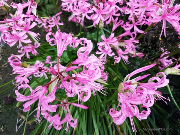 You are currently viewing Nerine bowdenii – Burst of Autumn Colour