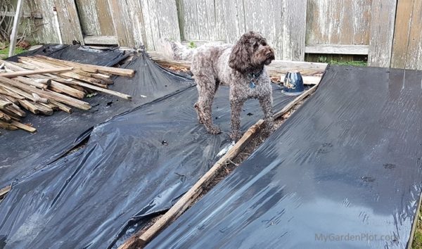 Pup on garden beds with black plastic sheets (photo by My Garden Plot)