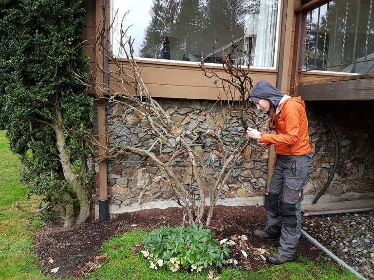 Pruning A Neglected Tree Peony. Tree Peony pruning and dead-wooding.