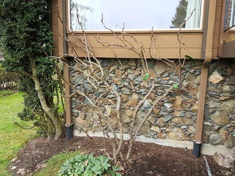 Pruned Tree Peony (photo by My Garden Plot)