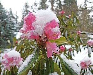Rhododendron 'Christmas Cheer' flowering in winter (photo by My Garden Plot)