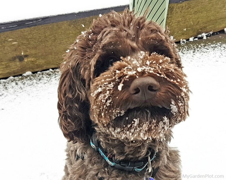 Our dog loving the snow (photo by My Garden Plot)