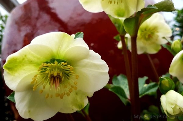 Helleborus Orientalis - Lenten Rose - Hellebores perennial flowers (photo by My Garden Plot)