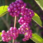 Callicarpa – The Eye-catching Beautyberry