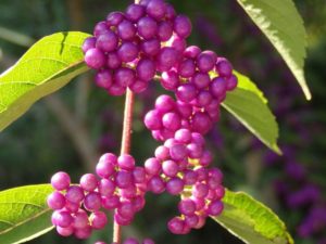 Callicarpa beautyberry (photo by Yasuaki Kobayashi)