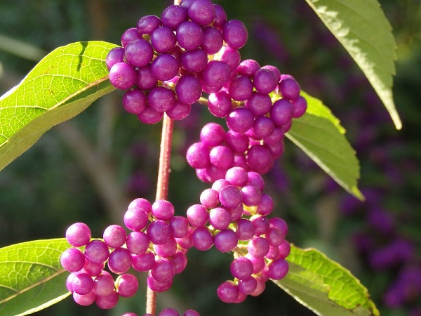 You are currently viewing Callicarpa – The Eye-catching Beautyberry