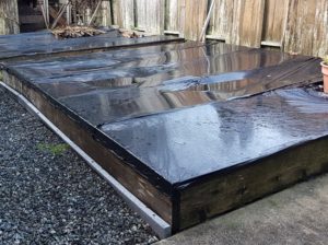 Black Plastic Sheets For Weeding (photo By Trevor Brien / My Garden Plot)