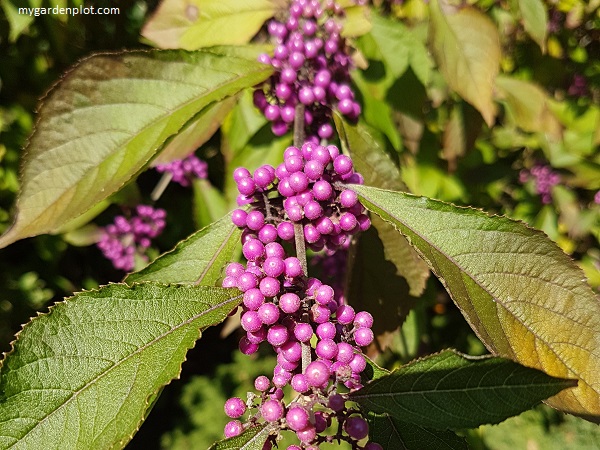 Callicarpa bodinieri var. giraldii 'Profusion' Beautyberry (Photo by Rosana Brien / My Garden Plot)