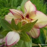 Hellebore Semi-Evergreen Perennial