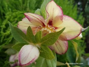 Read more about the article Hellebore Semi-Evergreen Perennial