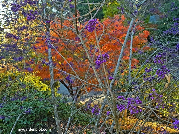 Callicarpa bodinieri var. giraldii Beautyberry (Profusion) Shrub Autumn Colours (photo by Trevor Brien / My Garden Plot)