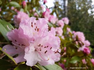 Rhododendron moupinense ‘Christmas Cheer’ (photo by Rosana Brien / My Garden Plot)