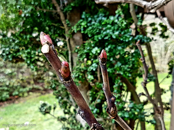 How To Prune A Tree Peony. Pruning Tree Peony.