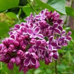 Lilac Deciduous Shrubs