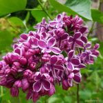 Sensation Lilac Blossoms (photo by My Garden Plot)