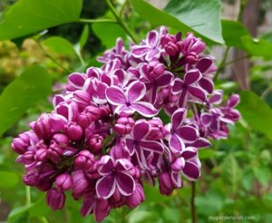 Read more about the article Lilac Deciduous Shrubs