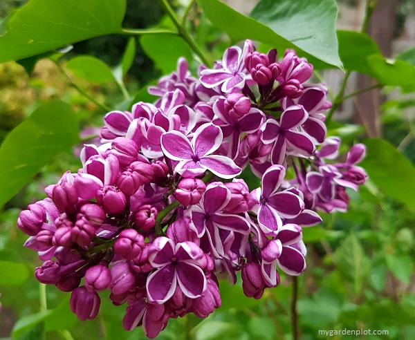 You are currently viewing Lilac Deciduous Shrubs