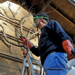 Using Dormant Spray on Peach Trees