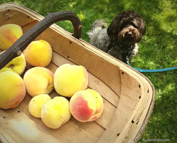 Homegrown peaches in the garden with pup looking on (photo by Rosana Brien / My Garden Plot)