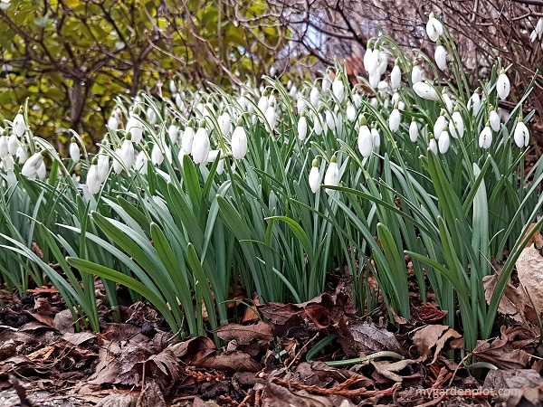 Galanthus nivalis Snowdrops