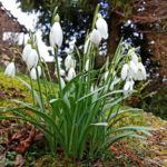 Snowdrops Winter-flowering Bulbs