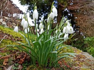 Galanthus nivalis Snowdrops