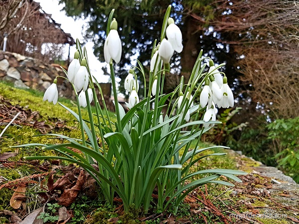 You are currently viewing Snowdrops Winter-flowering Bulbs