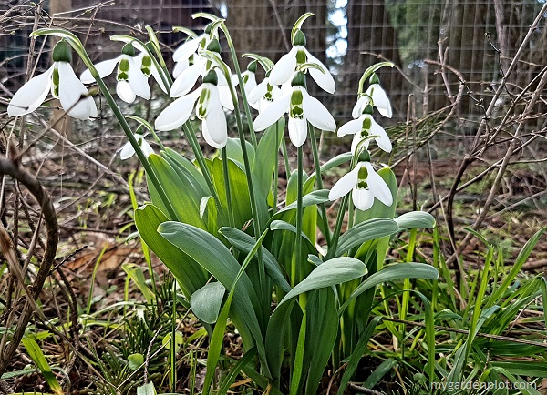 Galanthus nivalis Snowdrops