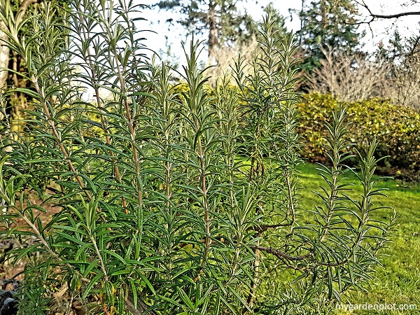 Rosemary Shrub (bush) - Aromatic Mediterranean Herb (photo by My Garden Plot)