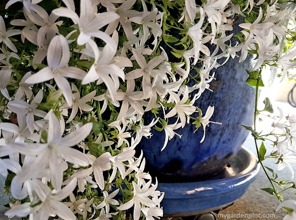 Campanula poscharskyana Serbian bellflower (alba). Photo by Trevor Brien / My Garden Plot