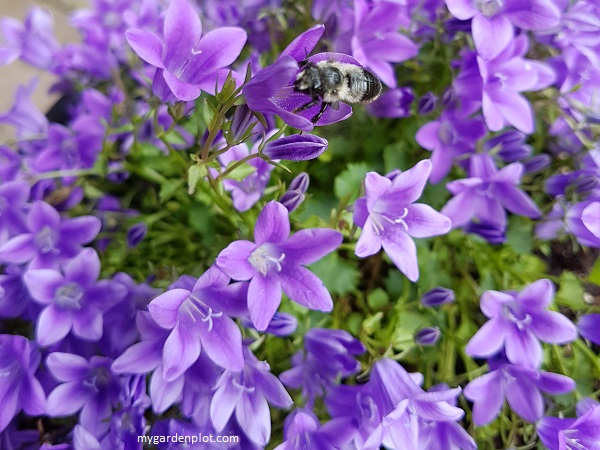 Campanula isophylla (Italian Bellflower) Star of Bethlehem - Bees Love Campanulas (Photo: Rosana Brien / My Garden Plot)