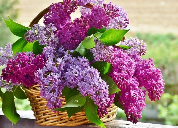 Cut Flowers Lilac Flower Basket