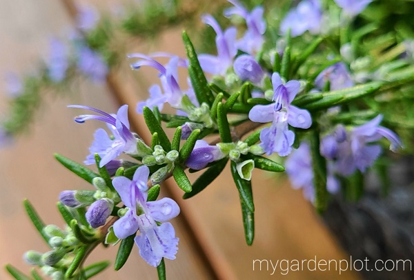Creeping (trailing) rosemary flowers in January during a mild winter (photo by Rosana Brien / My Garden Plot)
