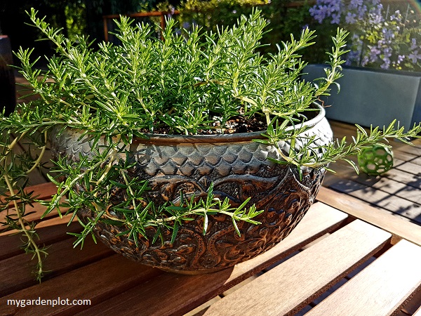 Rosmarinus officinalis Prostratus - Creeping Rosemary (photo by Trevor Brien / My Garden Plot)