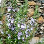 Growing Rosemary Herb
