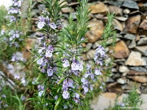 Read more about the article Growing Rosemary Herb