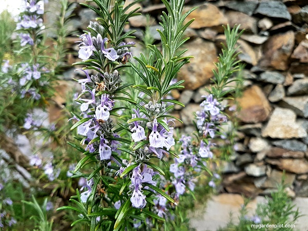 You are currently viewing Growing Rosemary Herb