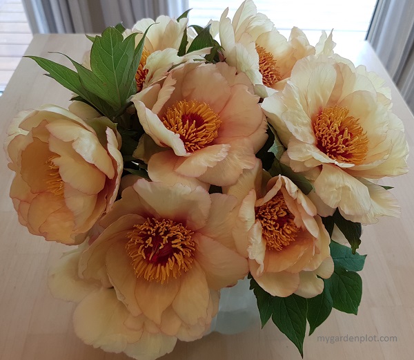 Tree Peony Cut Flowers (photo by My Garden Plot)