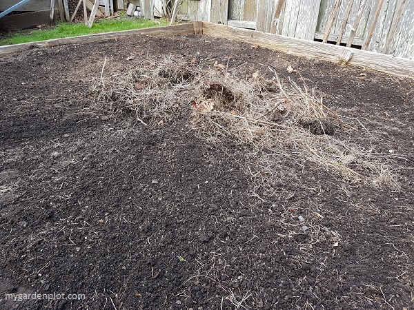 Raking dead weeds from garden bed (photo by My Garden Plot)