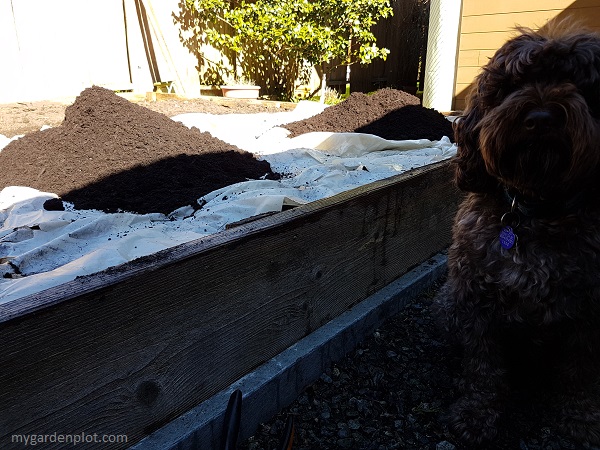 Compost added over wet old paper mulch (photo by My Garden Plot)
