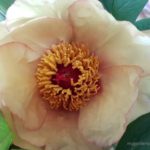 Tree Peony