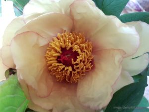 Read more about the article Tree Peony