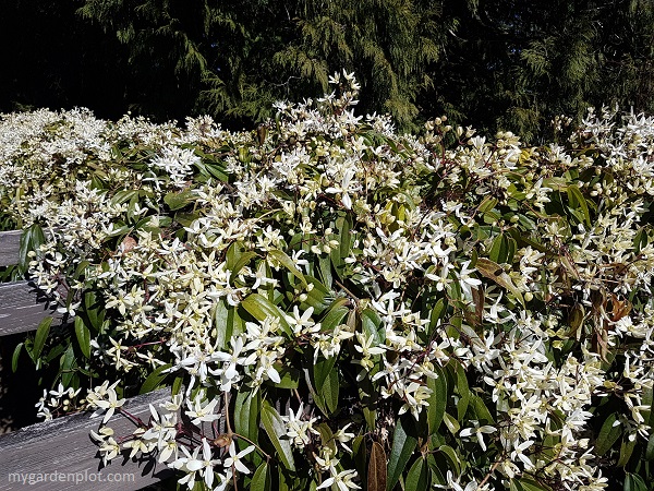 How To Grow and Prune Evergreen Clematis Abundance of white flowers from the evergreen clematis